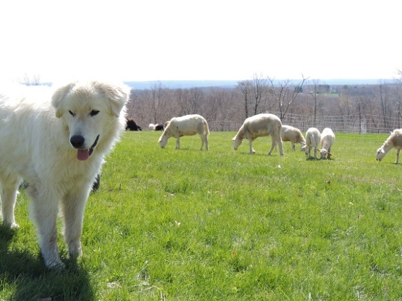 Sheep-guard-Dog: Shep!